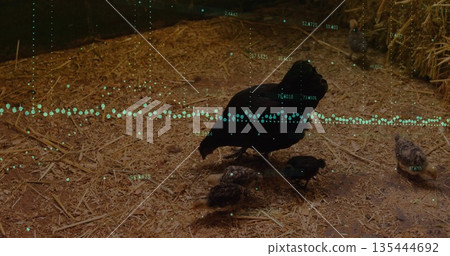Foraging black hen with chicks scratching bedding in barn, with hay bale, rope, turquoise overlay 135444692
