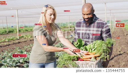 Farm workers holding basket and selecting carrots inside shade house with greens and produce 135444755