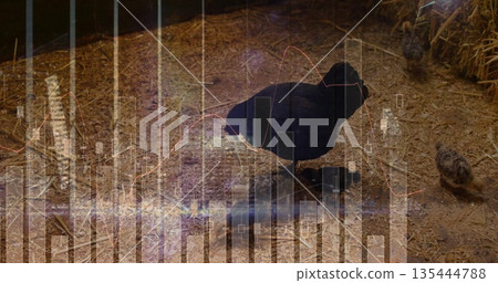 Pecking black hen feeding two chicks on grain-strewn straw with hay bales, financial overlay 135444788