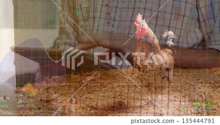 Merging rooster standing on straw in barn, with farmer typing on tablet computer data overlays Merging rooster standing on straw in barn, with farmer typing on tablet computer data overlays 135444791