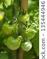immature green tomatoes 135444946