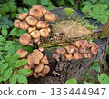 Armillaria growing on a tree stub 135444947