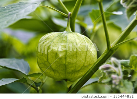 husk of a Physalis 135444951