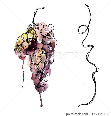 Hand drawn grape cluster and curved tendril line art with watercolor wash. Botanical ink sketch illustration isolated for decorative borders, wine labels, vinery branding, bottle packaging design. 135445092