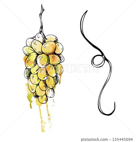 Hanging muscat grape bunch and vine tendril. Ink and watercolor bleed illustration isolated for wine labels, menus, packaging, vineyard branding, food design and Mediterranean travel themed projects. Hanging muscat grape bunch and vine tendril. Ink and watercolor bleed illustration isolated for wine labels, menus, packaging, vineyard branding, food design and Mediterranean travel themed projects. 135445094
