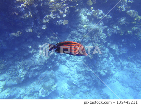 Surgeonfish acanthurus sohal with striped orange body and spotted tail swimming near coral reef, Surgeonfish acanthurus sohal with striped orange body and spotted tail swimming near coral reef, 135445211