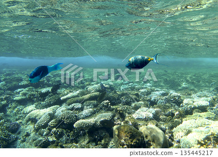 Tropical triggerfish swimming above a shallow coral reef in crystal-clear turquoise water, vibrant 135445217