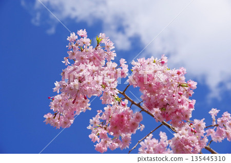 Double cherry blossoms "Yaebeni Shidare" that stand out against the blue sky 135445310