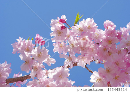 Double cherry blossoms "Yaebeni Shidare" that stand out against the blue sky 135445314