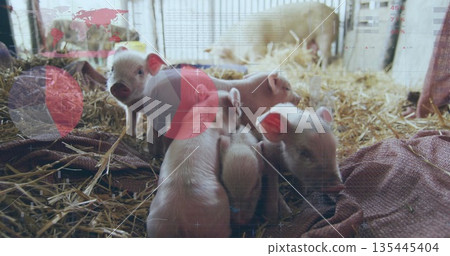 Huddling seven piglets on straw and blanket in barn stall, with metal bars and infographic overlays 135445404