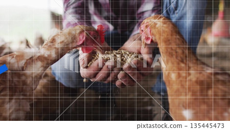 Kneeling farm worker wearing plaid shirt and jeans feeding pellet feed to hens inside chicken coop 135445473