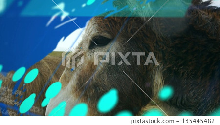 Displaying donkey head showing data overlay in rural field, with digital graphics Displaying donkey head showing data overlay in rural field, with digital graphics 135445482