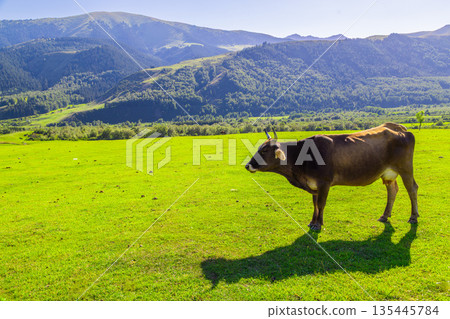 Cow grazing in green pasture with mountains in background in Kyrgyzstan Cow grazing in green pasture with mountains in background in Kyrgyzstan 135445784