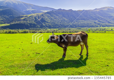 Cow standing in lush meadow with long shadow under blue sky in Kyrgyzstan Cow standing in lush meadow with long shadow under blue sky in Kyrgyzstan 135445785
