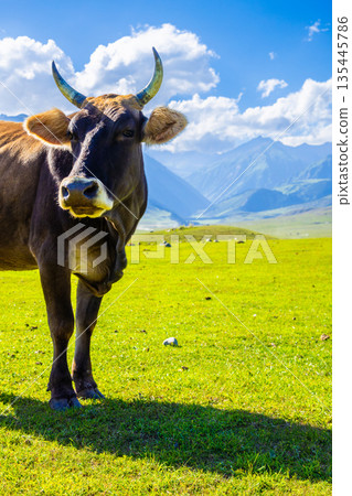 Majestic cow standing in green field with mountains and blue sky in Kyrgyzstan 135445786