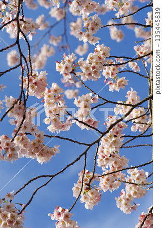 Somei Yoshino cherry blossoms shining against the blue sky Somei Yoshino cherry blossoms shining against the blue sky 135445839