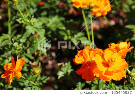 Orange yellow cosmos, Road Orange Orange yellow cosmos, Road Orange 135445927