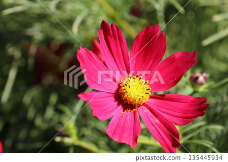 紅波斯菊 卡薩諾瓦 135445934