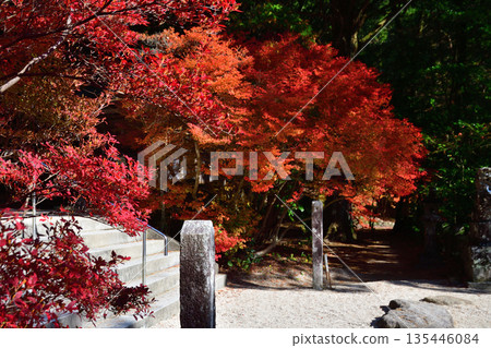 Niiyama Shrine in late autumn 135446084