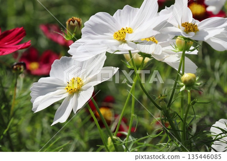 White cosmos flowers 135446085