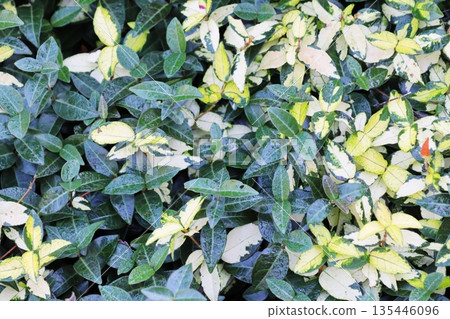 金錦葉(Trachelospermum tschonoskii) 金錦葉(Trachelospermum tschonoskii) 135446096