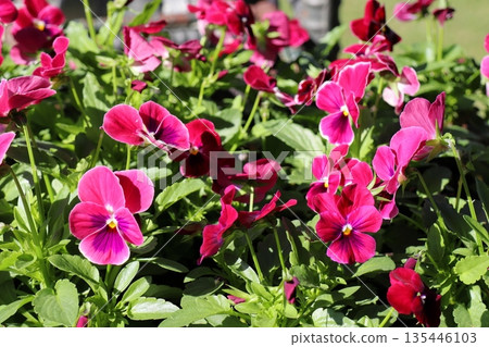 Red Viola 135446103