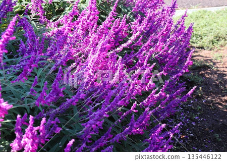 Purple flowers of amethyst sage Purple flowers of amethyst sage 135446122