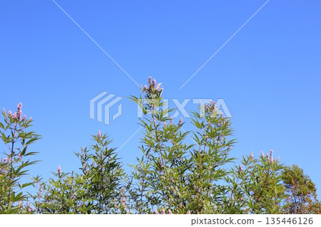 Chaste tree Chaste tree 135446126