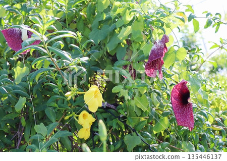 The unusual flower of Aristolochia gigantea The unusual flower of Aristolochia gigantea 135446137