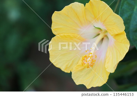 黃色木槿花 夏日黃 135446153