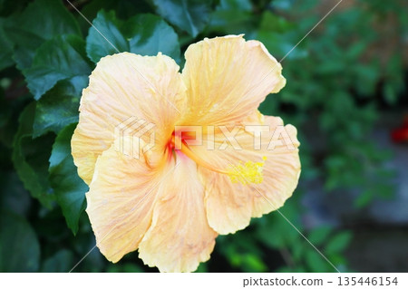 黃色芙蓉花金蛋 135446154