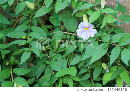 仙月花(Thunbergia Fairy Moon)的紫色和白色花朵 仙月花(Thunbergia Fairy Moon)的紫色和白色花朵 135446156