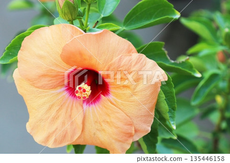杏子芙蓉花(Adonis apricot) 杏子芙蓉花(Adonis apricot) 135446158