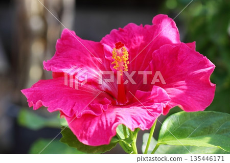 紅粉色芙蓉花 Monbish 68 135446171
