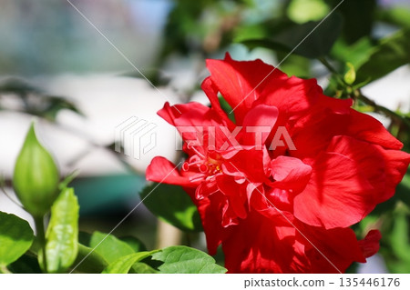 Red double-flowered hibiscus flower, Red Dragon 135446176