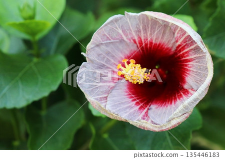 京花芙蓉(Hibiscus Kyoka),開著淡紫色的花朵 京花芙蓉(Hibiscus Kyoka),開著淡紫色的花朵 135446183