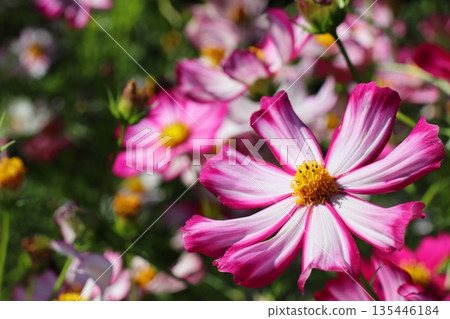 Pink gradation cosmos Akatsuki 135446184