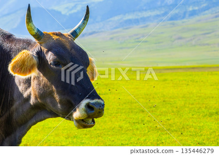 Cow annoyed with flies in grassy highland meadow at summer day in Kyrgyzstan Cow annoyed with flies in grassy highland meadow at summer day in Kyrgyzstan 135446279