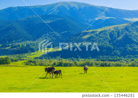 Two adult cows grazing with calf in rural grassy field in Kyrgyzstan Two adult cows grazing with calf in rural grassy field in Kyrgyzstan 135446281
