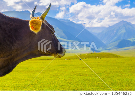 Cow standing in scenic rural mountains during daytime in Kyrgyzstan 135446285