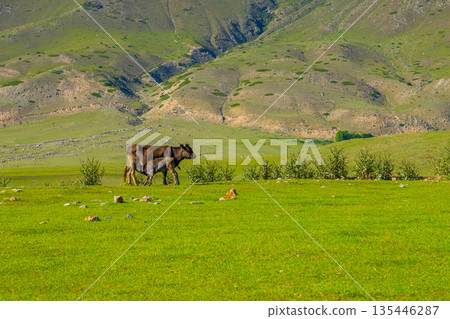 Adult cow nursing calf in peaceful rural field in Kyrgyzstan 135446287