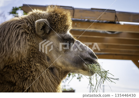 駱駝吃草 駱駝吃草 135446430