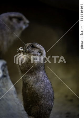 Praying Prairie Dog 135446461