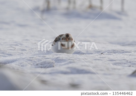Snow Bunting resting in the snow Snow Bunting resting in the snow 135446462