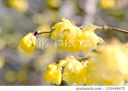 Rhubai Flower Blooming in the Early Spring 135446475