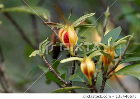 Gardenia fruit 135446675