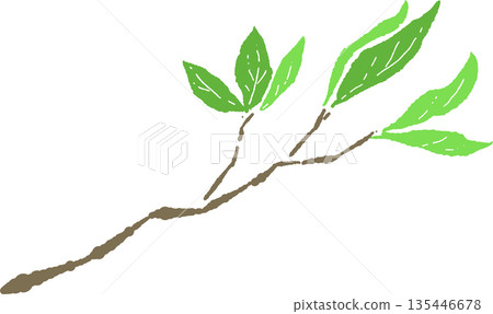 手繪彩色插圖，描繪了初夏茂盛的樹葉和枝條 135446678