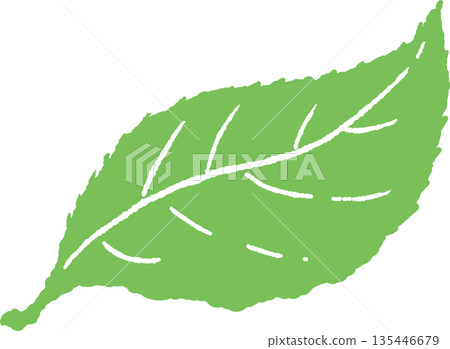 手繪彩色插圖，描繪了初夏茂盛的樹葉和枝條 135446679