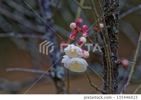Rosaceae White plum blossoms 135446815