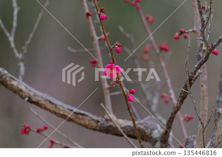 梅花紅梅 梅花紅梅 135446816